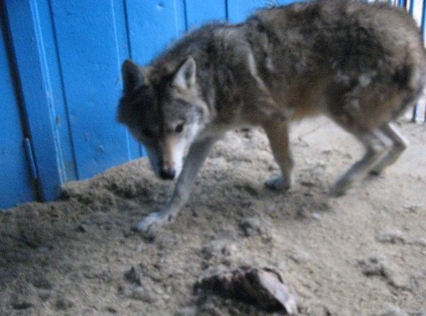 Плакало все село. Вовк з останніх сил тягнув пораненого хлопчика до людей…