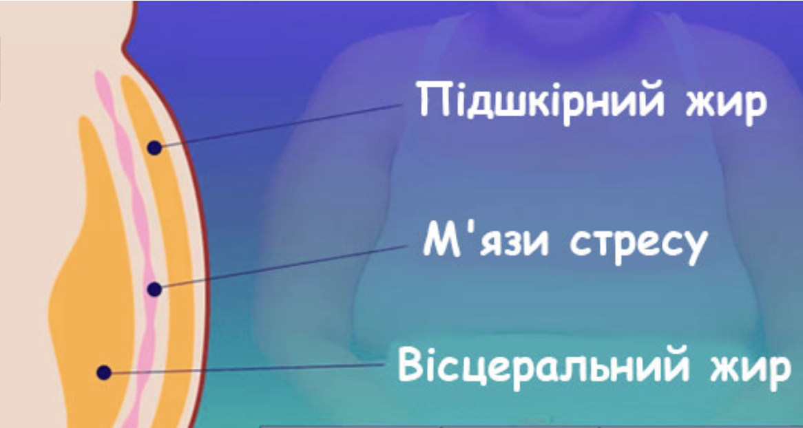 Дуже хочеться схуднути, а результати зусиль зовсім не радують? Внутрішній жир: 10 діючих правил, які допоможуть його позбутися