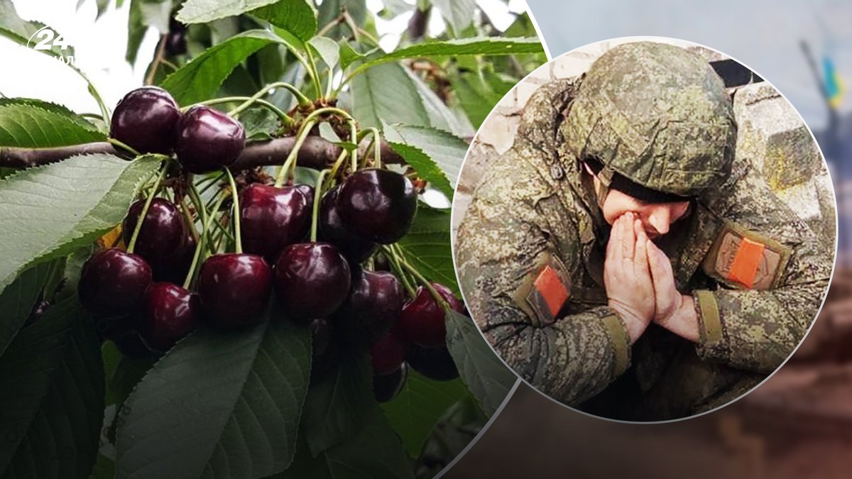 Вона була така смачна… але те, що сталося потім…З чеченцями, які зїли, “особливу” черешню від Мелітопольців трапилося страшне…