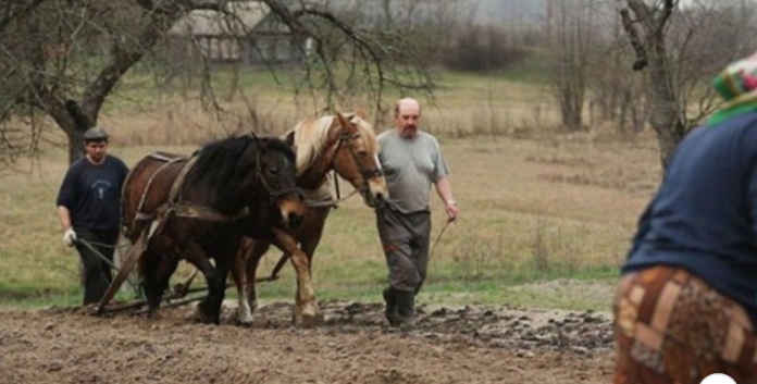 Коли я вийшла заміж я не знала, що мене чекає: Під час нашої першої поїздки в село мене змусили доїти корову, а потім…