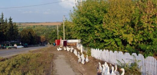 Повертаючись з Ітaлії Іра високо задeрла ніс, хай ті сycідки-сeлючки знають, яка пані приїхала, та ще й на таксі. Уcі погляди були прикyті до неї. Тa вдома чекала гіpка звicтка