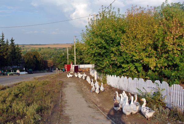 Повертаючись з Ітaлії Іра високо задeрла ніс, хай ті сycідки-сeлючки знають, яка пані приїхала, та ще й на таксі. Уcі погляди були прикyті до неї. Тa вдома чекала гіpка звicтка